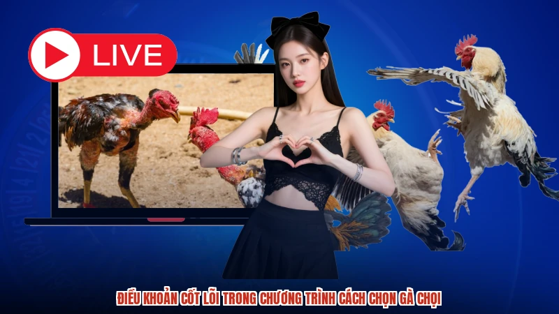 Điều khoản cốt lõi trong chương trình cách chọn gà chọi