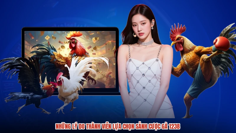 Những lý do thành viên lựa chọn sảnh cược gà 123B