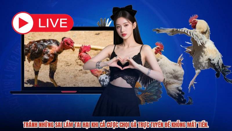 Tránh những sai lầm tai hại khi cá cược chọi gà trực tuyến để không mất tiền.